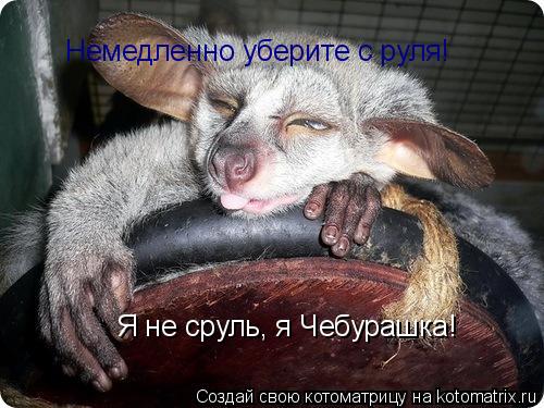 Котоматрица: Немедленно уберите с руля! Я не сруль, я Чебурашка!
