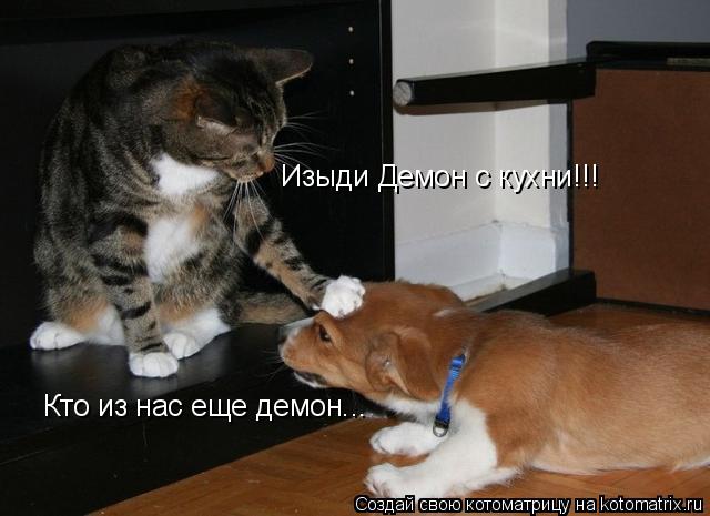 Котоматрица: Изыди Демон с кухни!!! Кто из нас еще демон...