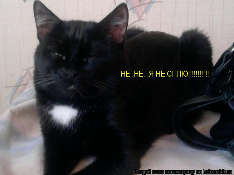 Котоматрица: НЕ..НЕ...Я НЕ СПЛЮ!!!!!!!!!!!