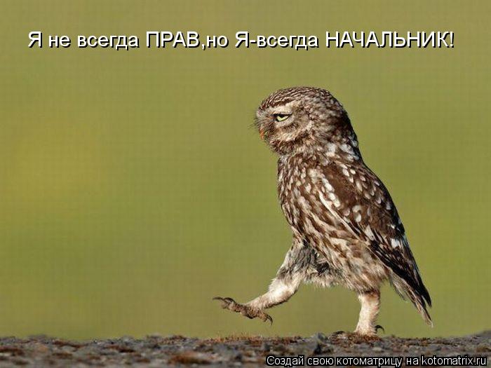 Котоматрица: Я не всегда ПРАВ,но Я-всегда НАЧАЛЬНИК!