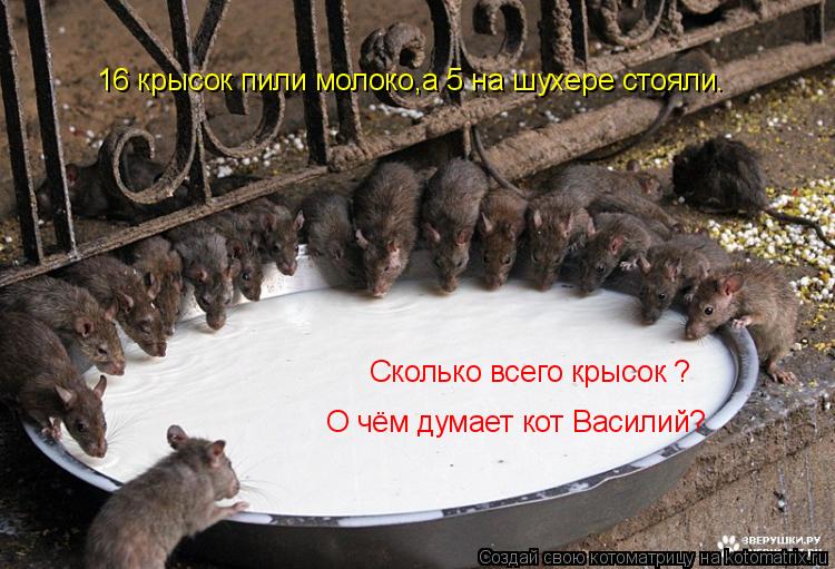 Котоматрица: 16 крысок пили молоко,а 5 на шухере стояли. Сколько всего крысок ? О чём думает кот Василий?