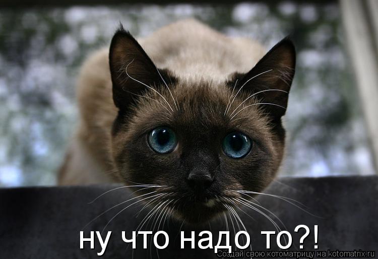 Котоматрица: ну что надо то?!