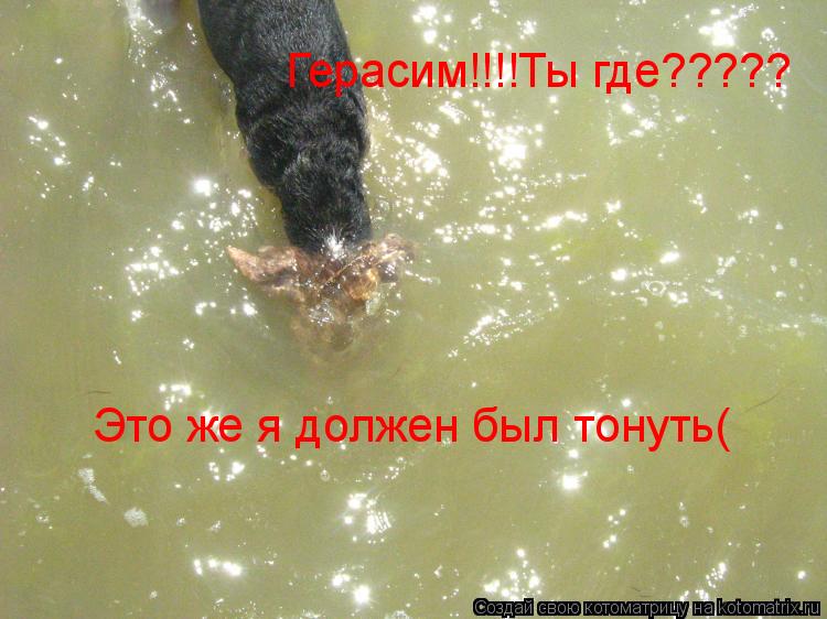 Герасим!!!!Ты где????? Это же я должен был тонуть(... Котоматрица: Герасим!!!!Ты где????? Это же я должен был тонуть(