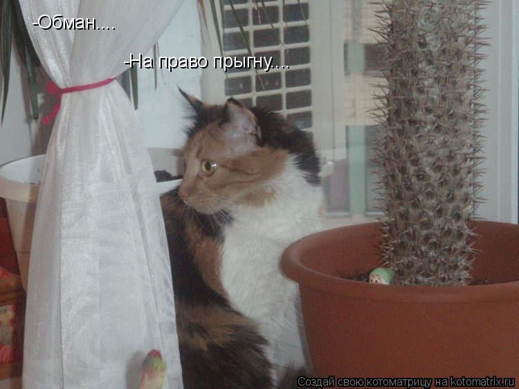 -Обман.... -На право прыгну....... Котоматрица: -Обман.... -На право прыгну....