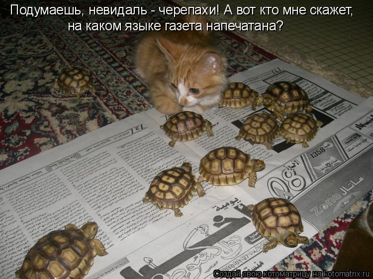 Подумаешь, невидаль - черепахи! А вот кто мне скажет, на каком языке газета напечатана?... Котоматрица: Подумаешь, невидаль - черепахи! А вот кто мне скажет, на каком языке газета напечатана?