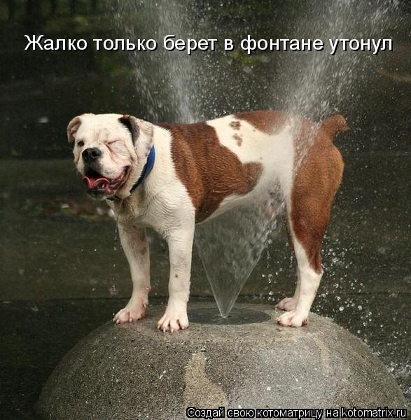 Жалко только берет в фонтане утонул... Котоматрица: Жалко только берет в фонтане утонул