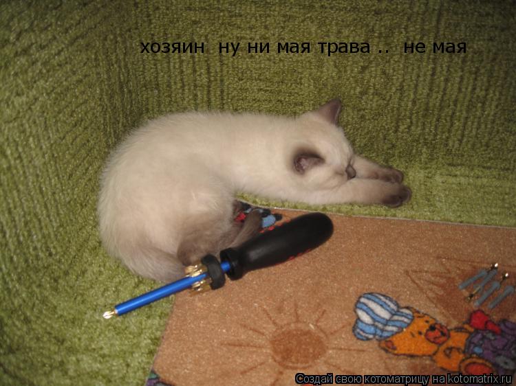 хозяин ну ни мая трава .. не мая... Котоматрица: хозяин ну ни мая трава .. не мая
