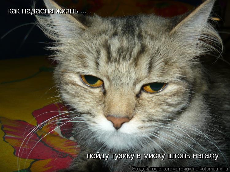 как надаела жизнь пойду тузику в миску штоль нагажу ........ Котоматрица: как надаела жизнь пойду тузику в миску штоль нагажу .....