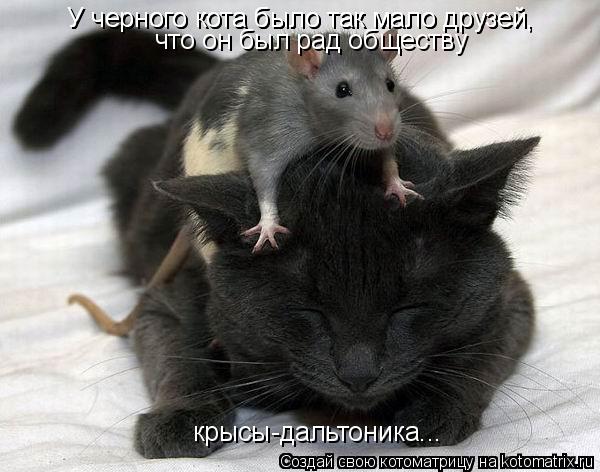 У черного кота было так мало друзей, У черного кота было так мало друзей, что он был рад обществу к... Котоматрица: У черного кота было так мало друзей, У черного кота было так мало друзей, что он был рад обществу крысы-дальтоника...