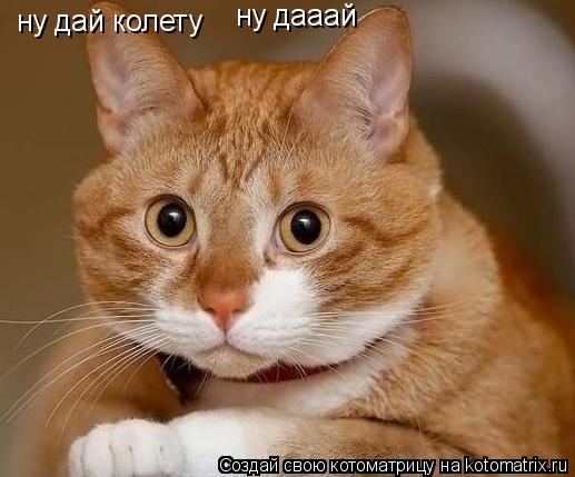 ну дай колету ну дааай... Котоматрица: ну дай колету ну дааай