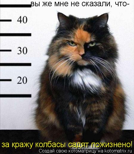 вы же мне не сказали, что- за кражу колбасы садят пожизнено!... Котоматрица: вы же мне не сказали, что- за кражу колбасы садят пожизнено!