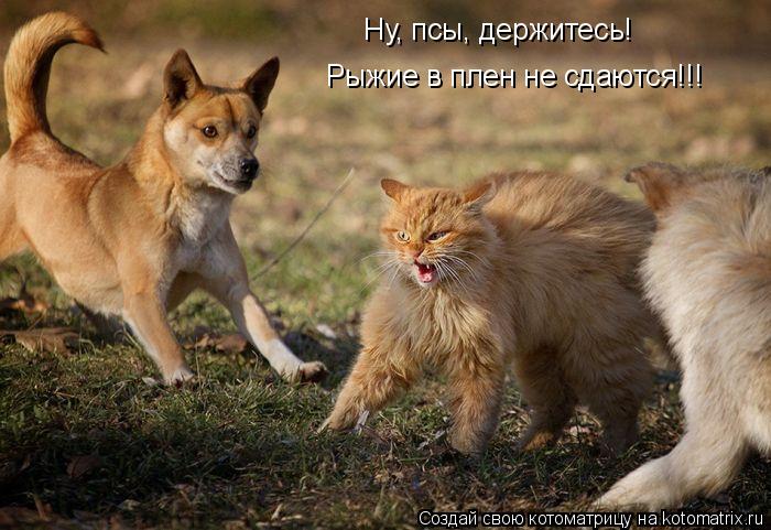 Котоматрица: Ну, псы, держитесь! Рыжие в плен не сдаются!!!