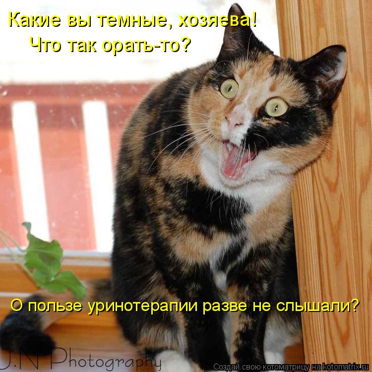 Какие вы темные, хозяева! Что так орать-то? О пользе уринотерапии разве не слышали?... Котоматрица: Какие вы темные, хозяева! Что так орать-то? О пользе уринотерапии разве не слышали?