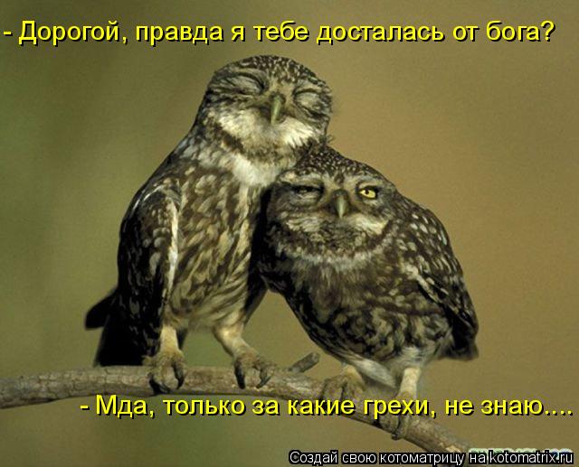 Котоматрица: - Дорогой, правда я тебе досталась от бога? - Мда, только за какие грехи, не знаю....