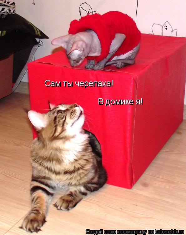 Сам ты черепаха! В домике я!... Котоматрица: Сам ты черепаха! В домике я!