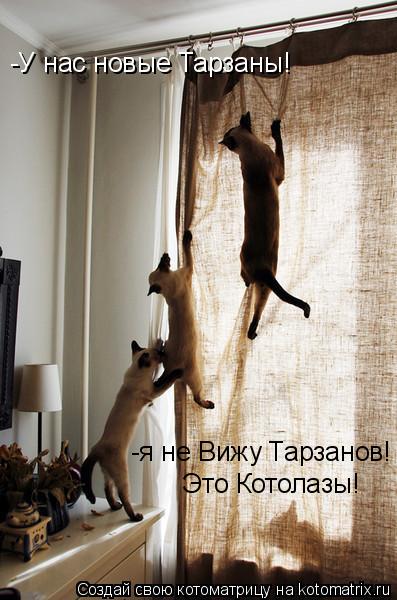 -У нас новые Тарзаны! -я не Вижу Тарзанов! Это Котолазы!... Котоматрица: -У нас новые Тарзаны! -я не Вижу Тарзанов! Это Котолазы!