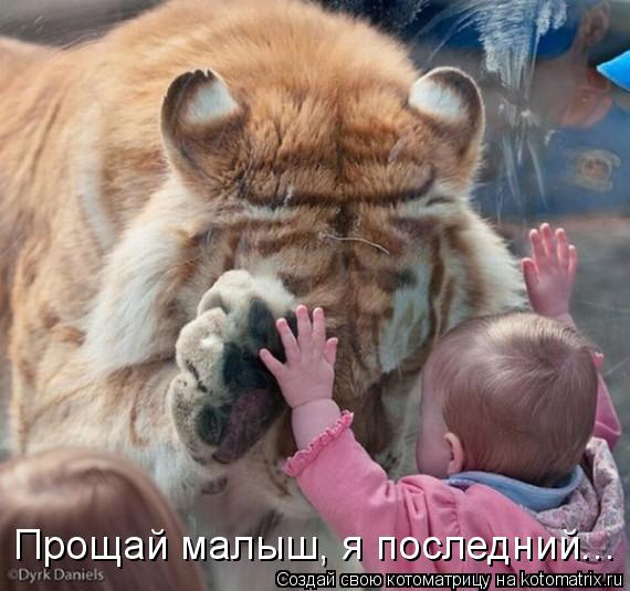 Прощай малыш, я последний...... Котоматрица: Прощай малыш, я последний...