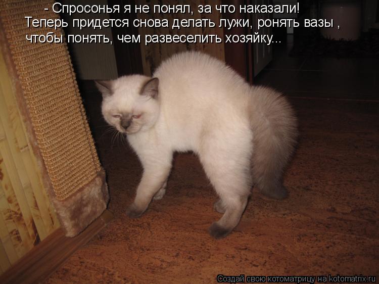 Котоматрица: - Спросонья я не понял, за что наказали!   Теперь придется снова делать лужи, ронять вазы , чтобы понять, чем развеселить хозяйку...