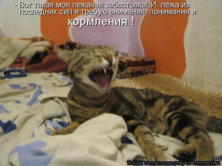 Котоматрица: - Вот такая моя лежачая забастовка! И, лёжа из последних сил я требую внимания, понимания и  кормления !