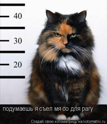Котоматрица: подумаешь я съел мя со для рагу