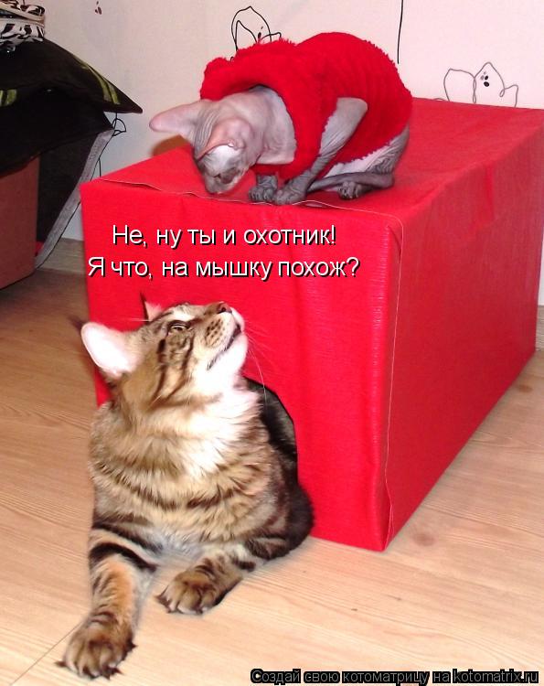 Котоматрица: Не, ну ты и охотник! Я что, на мышку похож?