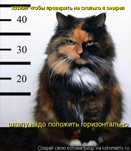 Котоматрица: хозяин чтобы проверить на сколько я ожирел шкалу надо положить горизонтально