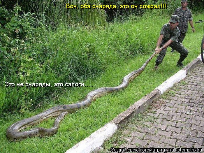 Вон, оба снаряда, это он сожрал!!! Это не снаряды, это сапоги........ Котоматрица: Вон, оба снаряда, это он сожрал!!! Это не снаряды, это сапоги.....