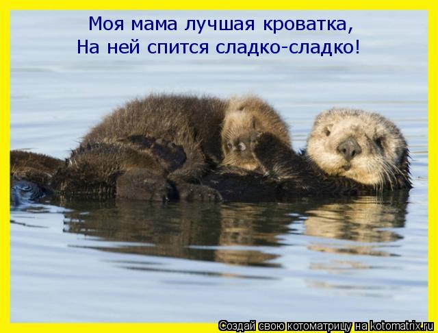 Моя мама лучшая кроватка, На ней спится сладко-сладко!... Котоматрица: Моя мама лучшая кроватка, На ней спится сладко-сладко!