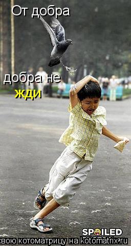 От добра добра не жди... Котоматрица: От добра добра не жди