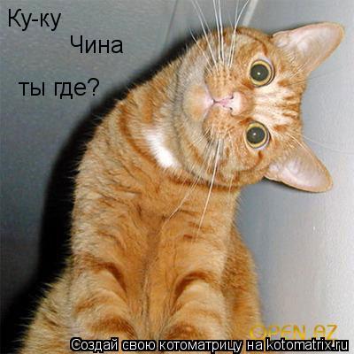 Ку-ку Чина ты где?... Котоматрица: Ку-ку Чина ты где?