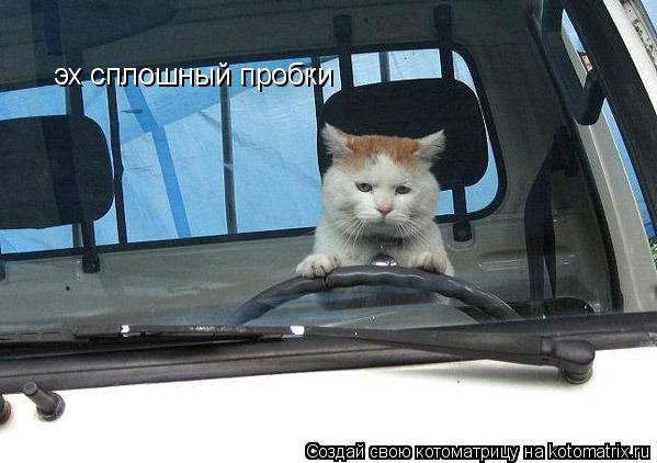 эх сплошный пробки... Котоматрица: эх сплошный пробки