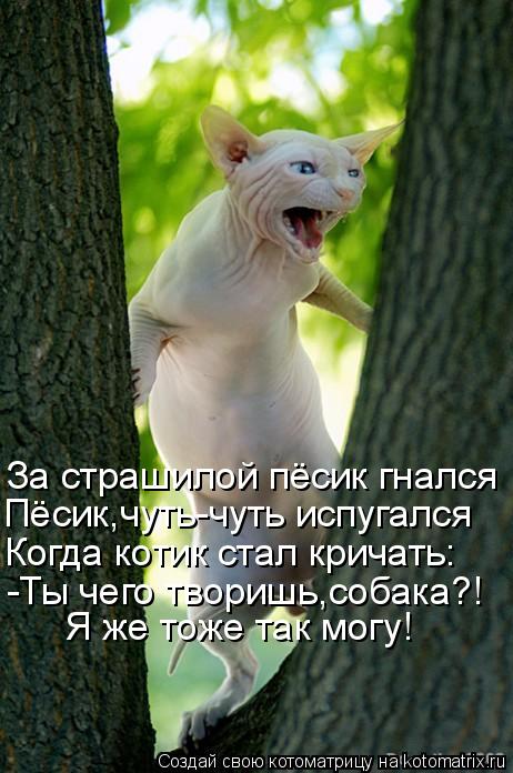 За страшилой пёсик гнался Пёсик,чуть-чуть испугался Когда котик стал кричать: -Ты чего творишь,собака... Котоматрица: За страшилой пёсик гнался Пёсик,чуть-чуть испугался Когда котик стал кричать: -Ты чего творишь,собака?! Я же тоже так могу!