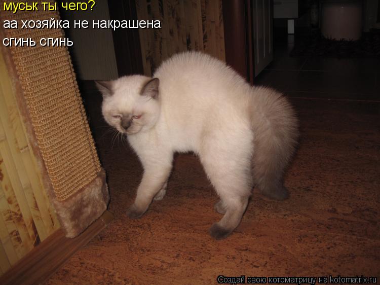 муськ ты чего? аа хозяйка не накрашена сгинь сгинь... Котоматрица: муськ ты чего? аа хозяйка не накрашена сгинь сгинь