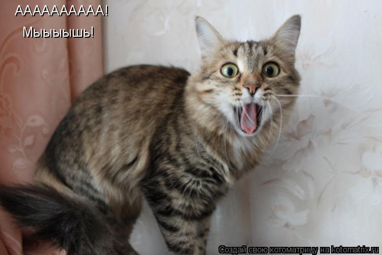 АААААААААА! Мыыыышь!... Котоматрица: АААААААААА! Мыыыышь!