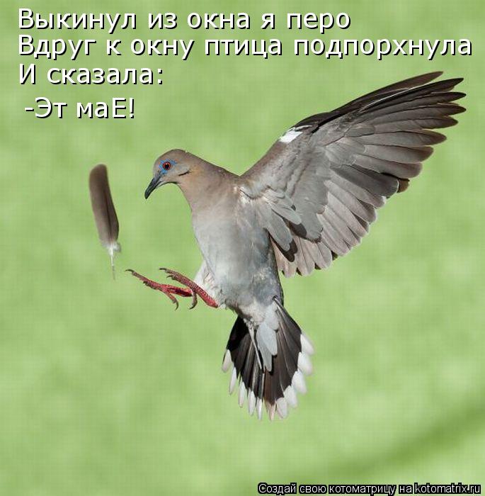 Выкинул из окна я перо Вдруг к окну птица подпорхнула И сказала: -Эт маЕ!... Котоматрица: Выкинул из окна я перо Вдруг к окну птица подпорхнула И сказала: -Эт маЕ!