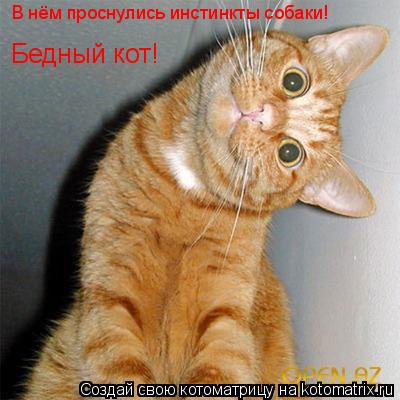 Бедный кот! В нём проснулись инстинкты собаки!... Котоматрица: Бедный кот! В нём проснулись инстинкты собаки!