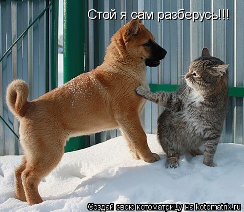 Стой я сам разберусь!!!... Котоматрица: Стой я сам разберусь!!!