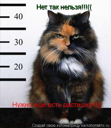 Нет так нельзя!!!(( Нужно ещё есть растишку!!!((... Котоматрица: Нет так нельзя!!!(( Нужно ещё есть растишку!!!((