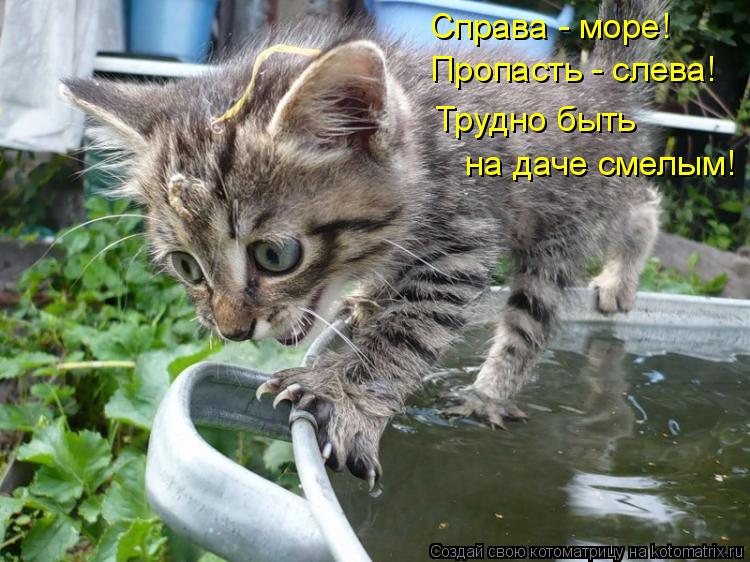 Справа - море! Пропасть - слева! Трудно быть на даче смелым!... Котоматрица: Справа - море! Пропасть - слева! Трудно быть на даче смелым!