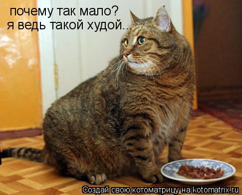 почему так мало? я ведь такой худой...... Котоматрица: почему так мало? я ведь такой худой...