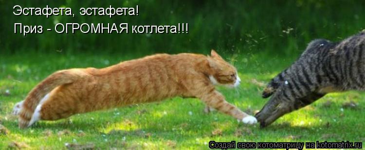 Эстафета, эстафета! Приз - ОГРОМНАЯ котлета!!!... Котоматрица: Эстафета, эстафета! Приз - ОГРОМНАЯ котлета!!!