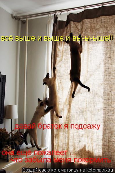 давай браток я подсажу она ещё пожалеет ... что забыла меня покормить всё выше и выше и вы-ы-ыше!!... Котоматрица: давай браток я подсажу она ещё пожалеет ... что забыла меня покормить всё выше и выше и вы-ы-ыше!!