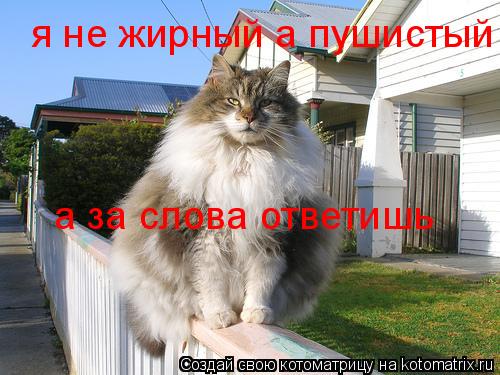 я не жирный а пушистый а за слова ответишь... Котоматрица: я не жирный а пушистый а за слова ответишь
