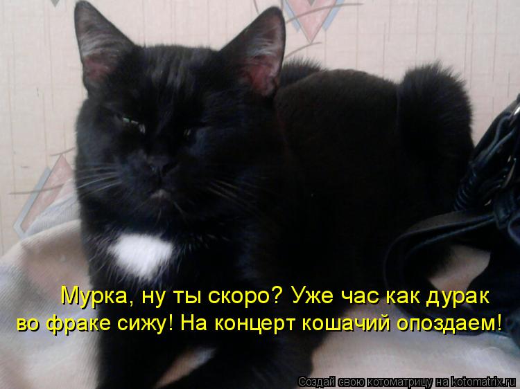 Котоматрица: Мурка, ну ты скоро? Уже час как дурак  во фраке сижу! На концерт кошачий опоздаем!