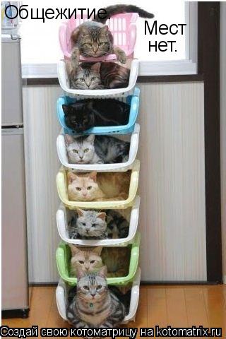 Котоматрица: Мест нет. Общежитие.
