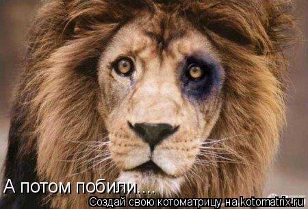 Котоматрица: А потом побили....