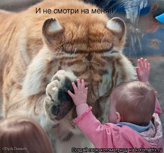 И не смотри на меня!!... Котоматрица: И не смотри на меня!!