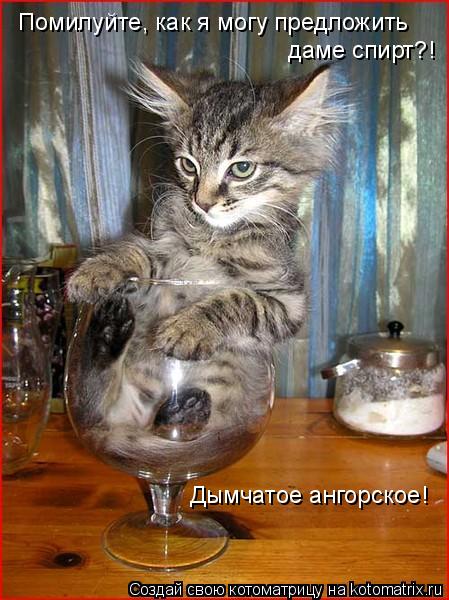 Помилуйте, как я могу предложить даме спирт?! Дымчатое ангорское!... Котоматрица: Помилуйте, как я могу предложить даме спирт?! Дымчатое ангорское!