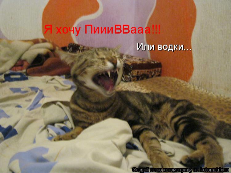 Я хочу ПиииВВааа!!! Или водки...... Котоматрица: Я хочу ПиииВВааа!!! Или водки...