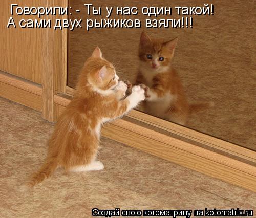Котоматрица: Говорили: - Ты у нас один такой! А сами двух рыжиков взяли!!!